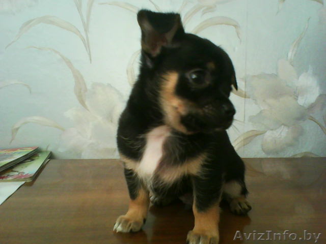  Чихуа-хуа продам щенков - Изображение #1, Объявление #89919