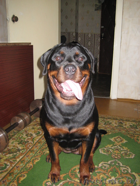 продам щенка ротвейлера - Изображение #1, Объявление #99975