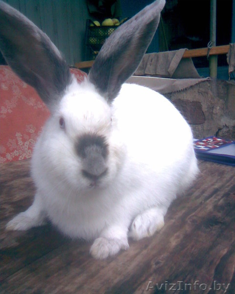 Кролики калифорнийской породы - Изображение #1, Объявление #123439