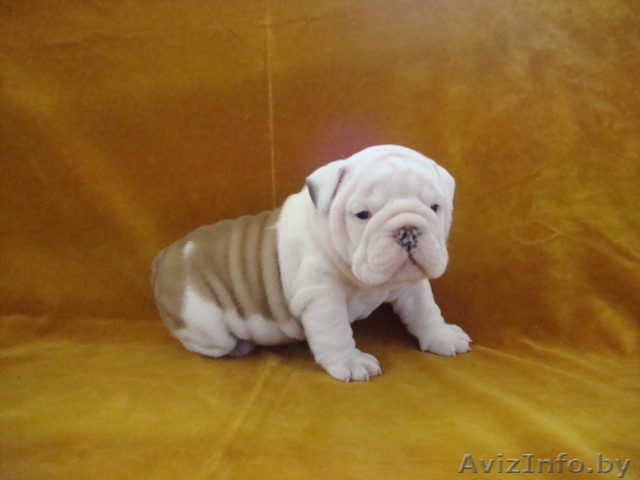Кобель Английского бульдога - Изображение #1, Объявление #145040