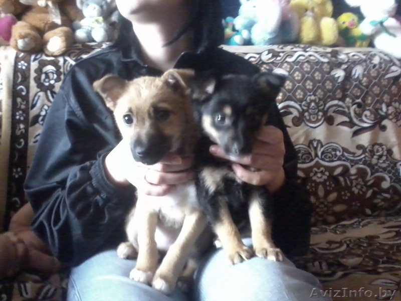 продам щенков не большой породы - Изображение #1, Объявление #214736