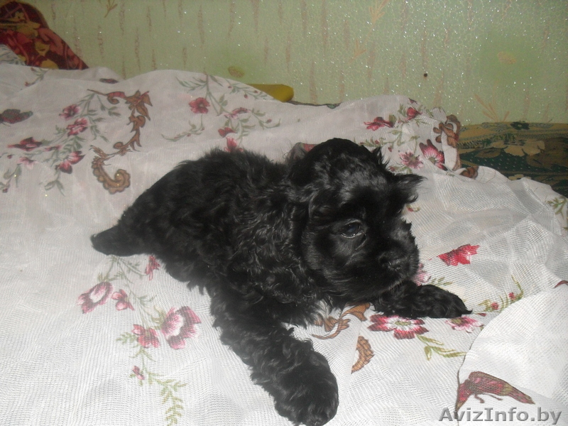 щенок американского кокер -спаниеля - Изображение #1, Объявление #211184