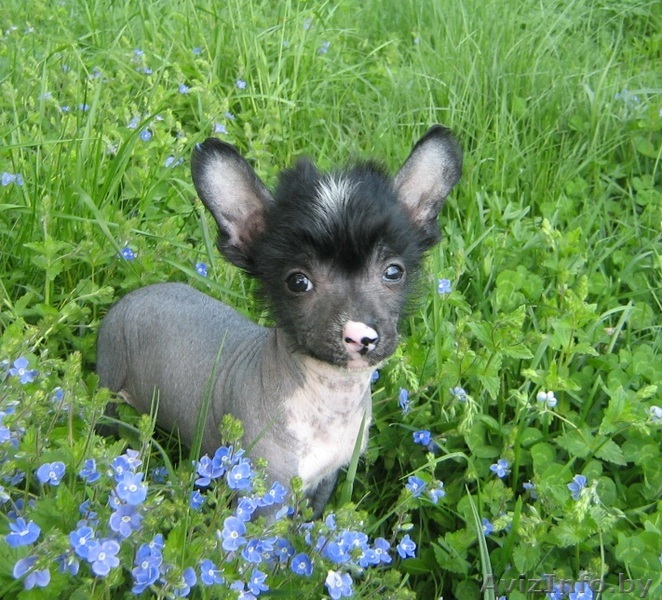 Голыши-китайчики - Изображение #1, Объявление #268314