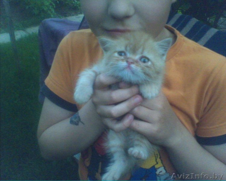 Продаю Персидского рыжего плюшевого экзота мальчика 1 мес. - Изображение #1, Объявление #286312