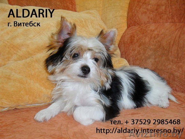  Бивер йорк щенок девочка - Изображение #1, Объявление #323436