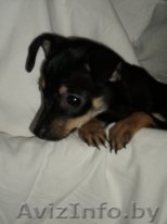 щенок той-терьера,девочка,2,5 мес - Изображение #1, Объявление #775462