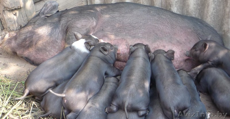 прродою поросят вьетнамской вислобрюхой - Изображение #1, Объявление #800632