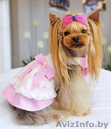 Груминг(стрижка) собак в Орше с выездом на дом - Изображение #1, Объявление #1337735