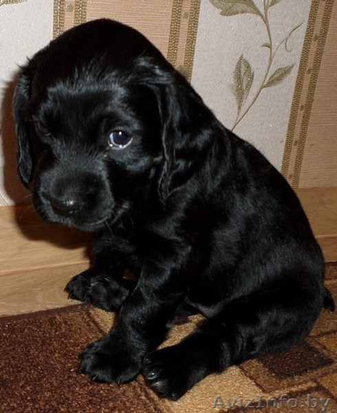 Милые щенки спаниеля ждут своих хозяев - Изображение #1, Объявление #1371502