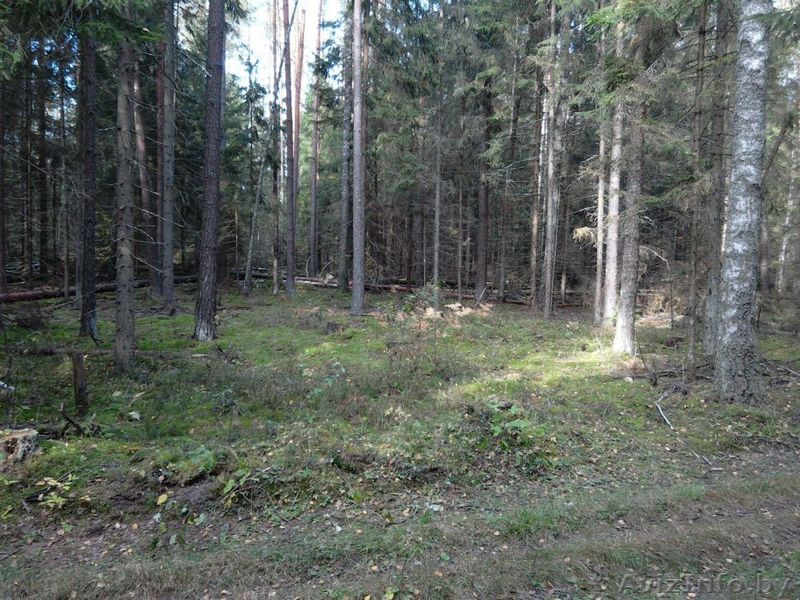 Приглашаем на работу вальщиков леса а также помощников . - Изображение #1, Объявление #1496108