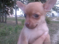 Милашка тойчик. - Изображение #2, Объявление #68109