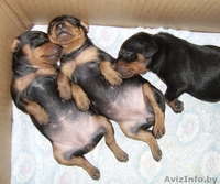 щенки цвергпинчера - Изображение #2, Объявление #149753