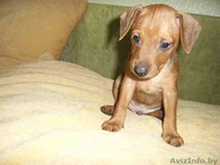 щенок цвергпинчера - Изображение #1, Объявление #165286