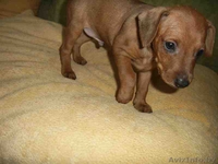 щенок цвергпинчера - Изображение #2, Объявление #165286