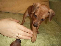 щенок цвергпинчера - Изображение #3, Объявление #165286