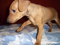 щенок карликового пинчера - Изображение #1, Объявление #186855