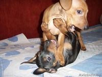 щенок карликового пинчера - Изображение #3, Объявление #186855