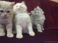 Очаровательные британские котята - Изображение #3, Объявление #260401