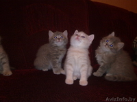 Очаровательные британские котята - Изображение #1, Объявление #260401