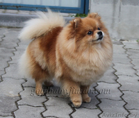 Племенной питомник GOLD BABY предлагает щенка померанского шпица - Изображение #2, Объявление #261919