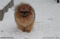 Племенной питомник GOLD BABY предлагает щенка померанского шпица - Изображение #3, Объявление #261919