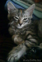 Кошечка Дуся в дар! - Изображение #2, Объявление #316727