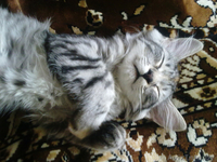 Кошечка Дуся в дар! - Изображение #4, Объявление #316727