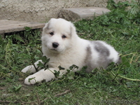 Щенки алабая (среднеазиатская овчарка, волкодав) - Изображение #2, Объявление #436963