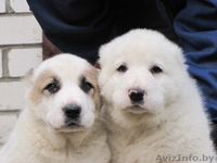 Щенки алабая (среднеазиатская овчарка, волкодав) - Изображение #3, Объявление #436963