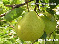 Продажа саженцев и подвоев плодовых культур - Изображение #6, Объявление #827599