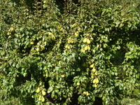 Продажа саженцев и подвоев плодовых культур - Изображение #9, Объявление #827599