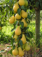 Продажа саженцев и подвоев плодовых культур - Изображение #8, Объявление #827599