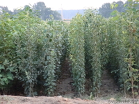 Продажа саженцев и подвоев плодовых культур - Изображение #5, Объявление #827599