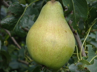 Продажа саженцев и подвоев плодовых культур - Изображение #3, Объявление #827599