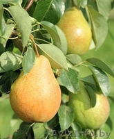 Продажа саженцев и подвоев плодовых культур - Изображение #7, Объявление #827599