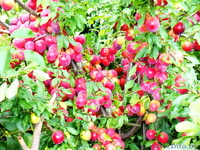 Продажа саженцев и подвоев плодовых культур - Изображение #1, Объявление #827599