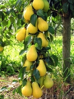 Саженцы груши из Орши - Изображение #3, Объявление #983109