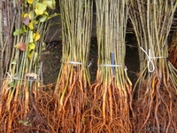 Подвои груши и яблони - Изображение #3, Объявление #975461