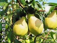 Саженцы груши из Орши - Изображение #1, Объявление #983109