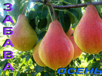 Саженцы груши из Орши - Изображение #2, Объявление #983109