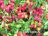 Саженцы сливы из Орши - Изображение #1, Объявление #983105