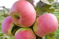 Саженцы яблони, саженцы плодовых культур - Изображение #2, Объявление #987253