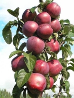 Саженцы яблони, саженцы плодовых культур - Изображение #4, Объявление #987253