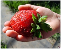 САЖЕНЦЫ КЛУБНИКИ ЭЛИТНЫХ СОРТОВ - Изображение #1, Объявление #1068943