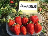 САЖЕНЦЫ КЛУБНИКИ ЭЛИТНЫХ СОРТОВ - Изображение #3, Объявление #1068943