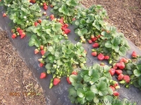 САЖЕНЦЫ КЛУБНИКИ ЭЛИТНЫХ СОРТОВ - Изображение #4, Объявление #1068943