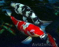 Карпы кои. мальки декоративного карпа кои 2-5 см. - Изображение #2, Объявление #1162950