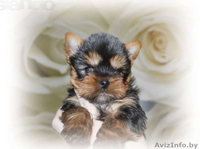 высокопородные щенки ЙОРКШИРСКОГО ТЕРЬЕРА В ОРШЕ для вас! - Изображение #3, Объявление #682833