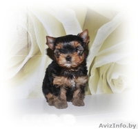 высокопородные щенки ЙОРКШИРСКОГО ТЕРЬЕРА В ОРШЕ для вас! - Изображение #1, Объявление #682833