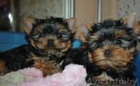 ОБАЛДЕННЫЕ щенки йоркширского терьера В ОРШЕ!Кукольные МАЛЫШИ! - Изображение #4, Объявление #1198509